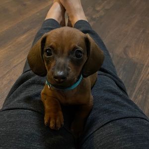 Meet your Posher, Trisha